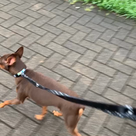 7月12日13わんこと1時間遠足  代々木公園の画像