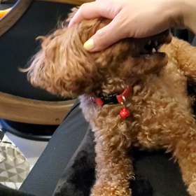 じゃれるケイティの画像