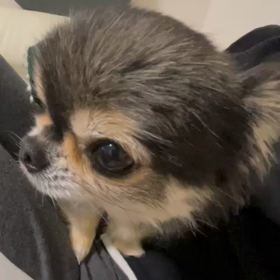 べる呼吸…通院の画像