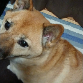 大好きなの画像