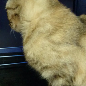 #猫ちゃん(^-^)vの画像