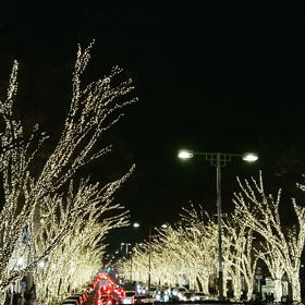 表参道イルミネーションの画像