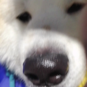 朝から雨☔❓でも小雨、6時過ぎには止む。少し暖かいというか未来丸にしては暑いのかな。公園で水飲んの画像