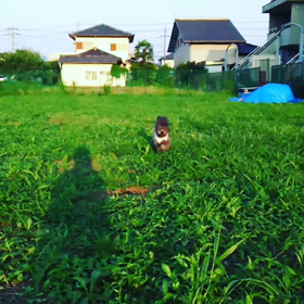 ペット☆頑張ろうの巻～の画像