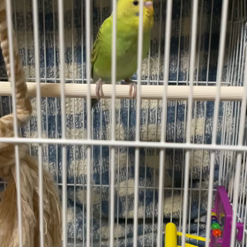 インコの鉄棒？の画像