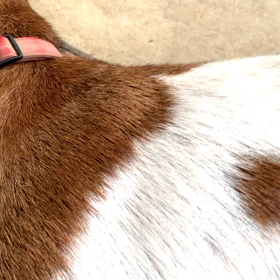 ヤギの寝かしつけの画像