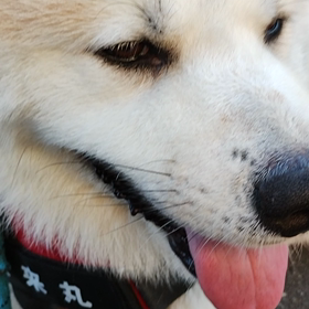 「たいへんなら車出しましょうか？」未来丸が歩道でゴロ寝してテコでも動かず悪戦苦闘しているとパチンの画像