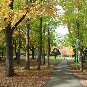 円山公園  動画の画像