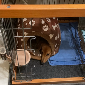 言葉に反応するロビン（犬）の画像