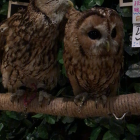 仲良しモリフクロウの画像