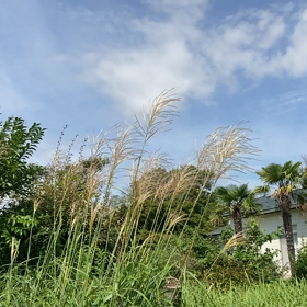 続、秋ですね…の画像