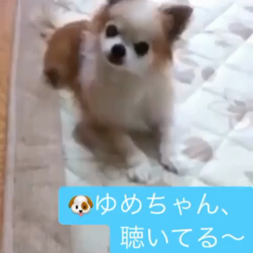 2020/04/15  ゆめちゃん逝くの画像