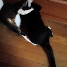 我が家の猫の天体ショーの画像