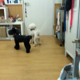 マミー、カムバ〜〜ック！！の画像