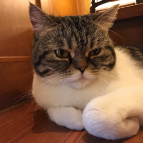 初の猫カフェに行きました。の画像