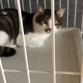 多頭飼育レスキュー【4月12日】朝の画像