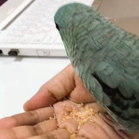 女子プロの傍でラウンドしてきた・キングフィールズで105の画像