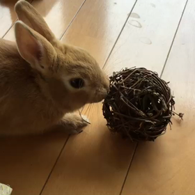 息子くんと映画ラストコップムービー＆ひこ動画の画像