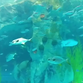 全世界の5大洋海洋生態系を再現した「もう１つの海」ロッテワールドアクアリウム！の画像