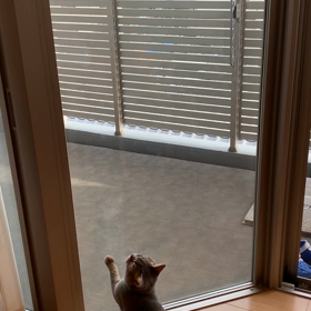 にゃんこ、飛ぶの画像