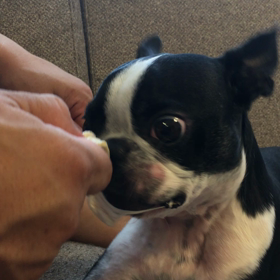 噛み噛みの画像