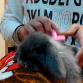 グルーミング動画の画像