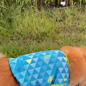 虫の声　トンボたち　そして絵本の画像