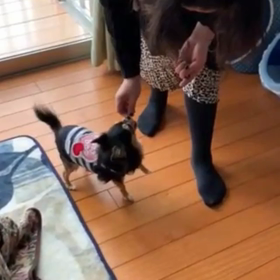 シェリ宿題の画像