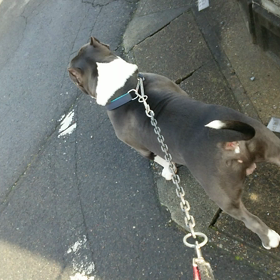 仁くん、お散歩の画像