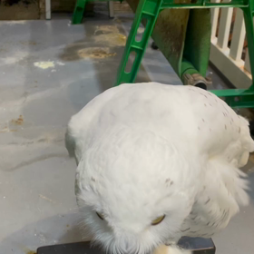 動物プロダクションの日常。の画像