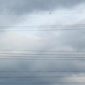 つばめの巣立ちの画像