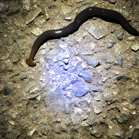 虫はおもしろいの画像