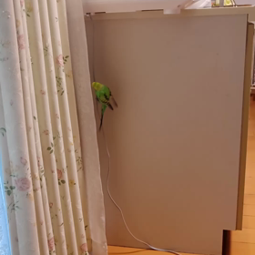 コッコちゃん☘コンセント渡りの画像