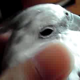 動画。。。♪    ハルくん編☆の画像