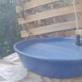 すぎぴたんの事件簿シーズン3　383話（威嚇！威嚇！ヤマガラ）の画像