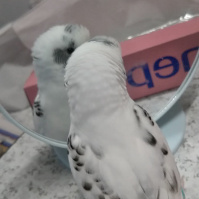 びびりなのにの画像