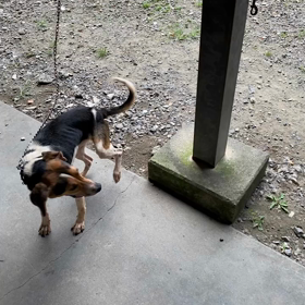 ”緊急で里親さまを募集しています‼️”の画像