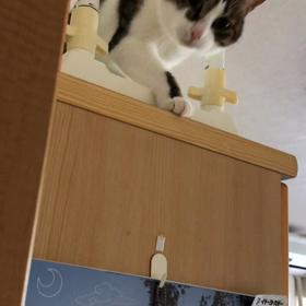 私の筋肉が心配…保護猫デールが軟弱に…の画像