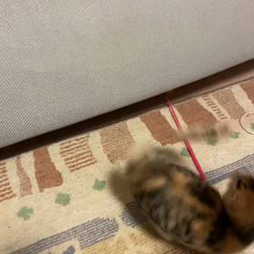 里親様募集中！三毛ちゃん子猫の画像