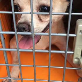 沖縄より…チワワの女の子レスキューしましたの画像