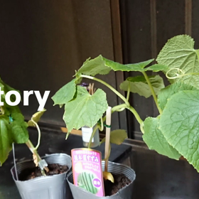 秋採りキュウリの画像