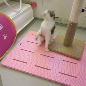 モエちゃんの里親募集しています(･ิω･ิ)♡の画像