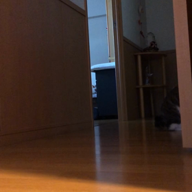 3  びっくりして大笑い！デールちゃんビー玉1人遊びの画像