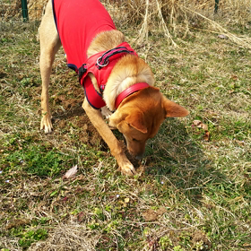 ホリホリサクラの画像