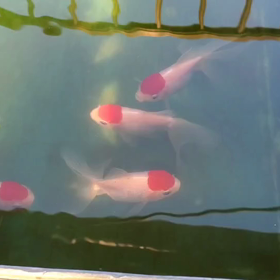 たんちょうのお値段にビビる。の画像