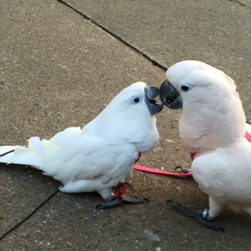 虐待容疑での画像