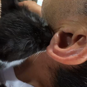 ねこちゅちゅの画像