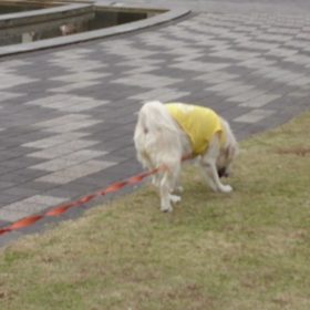 クンクン姫の画像