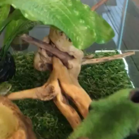 「ちっこいカエルの動画...」の画像