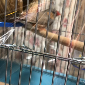 猫より小鳥、になったの画像